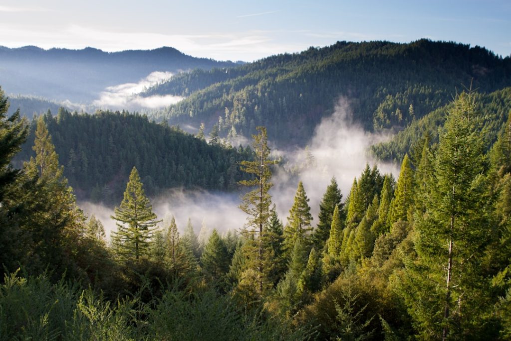 Aerial view of forest and mountains, representing responsibly managed forestry under FSC standards