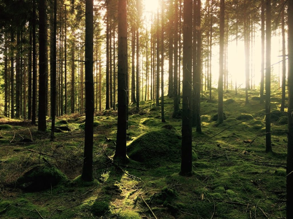 Sustainably managed pine forest, representing FSC chain-of-custody wood fiber sourcing