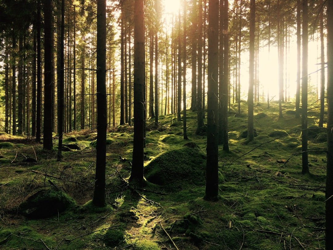 Sustainably managed pine forest, representing FSC chain-of-custody wood fiber sourcing